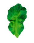 Kendall the Kale Teether